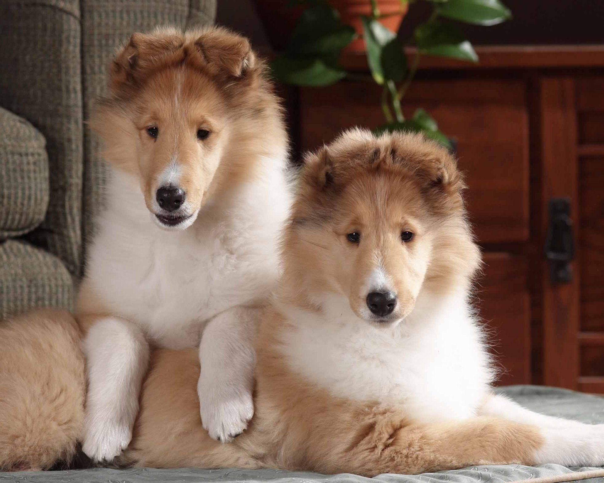 Cute Small Collie Rough Puppies Photo And Wallpaper Beautiful