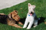 Two Airedale Terriers puppies