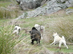 West Siberian Laika dogs onside