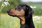 Bonny German Pinscher dog