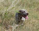 Cute Braque du Bourbonnais dog