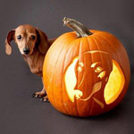 Cute halloween Dachshund 