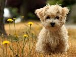 Pale Affenpinscher with flowers