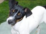 Smooth Chilean Fox Terrier dog