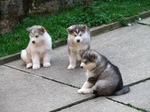 Three Alaskan Malamute puppies