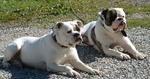 Two American Bulldog