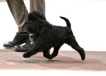 Affenpinscher and his master