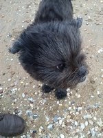 Affenpinscher does not want to be photographed