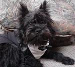 Affenpinscher in costume