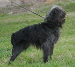 Affenpinscher in the rack