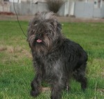 Affenpinscher on a walk