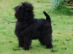 Affenpinscher on the grass