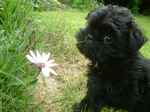 Affenpinscher puppie with flower