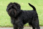 Affenpinscher Rocky