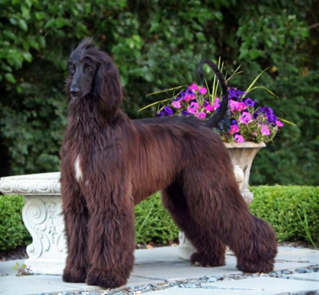 Afghan Hound and flowers wallpaper