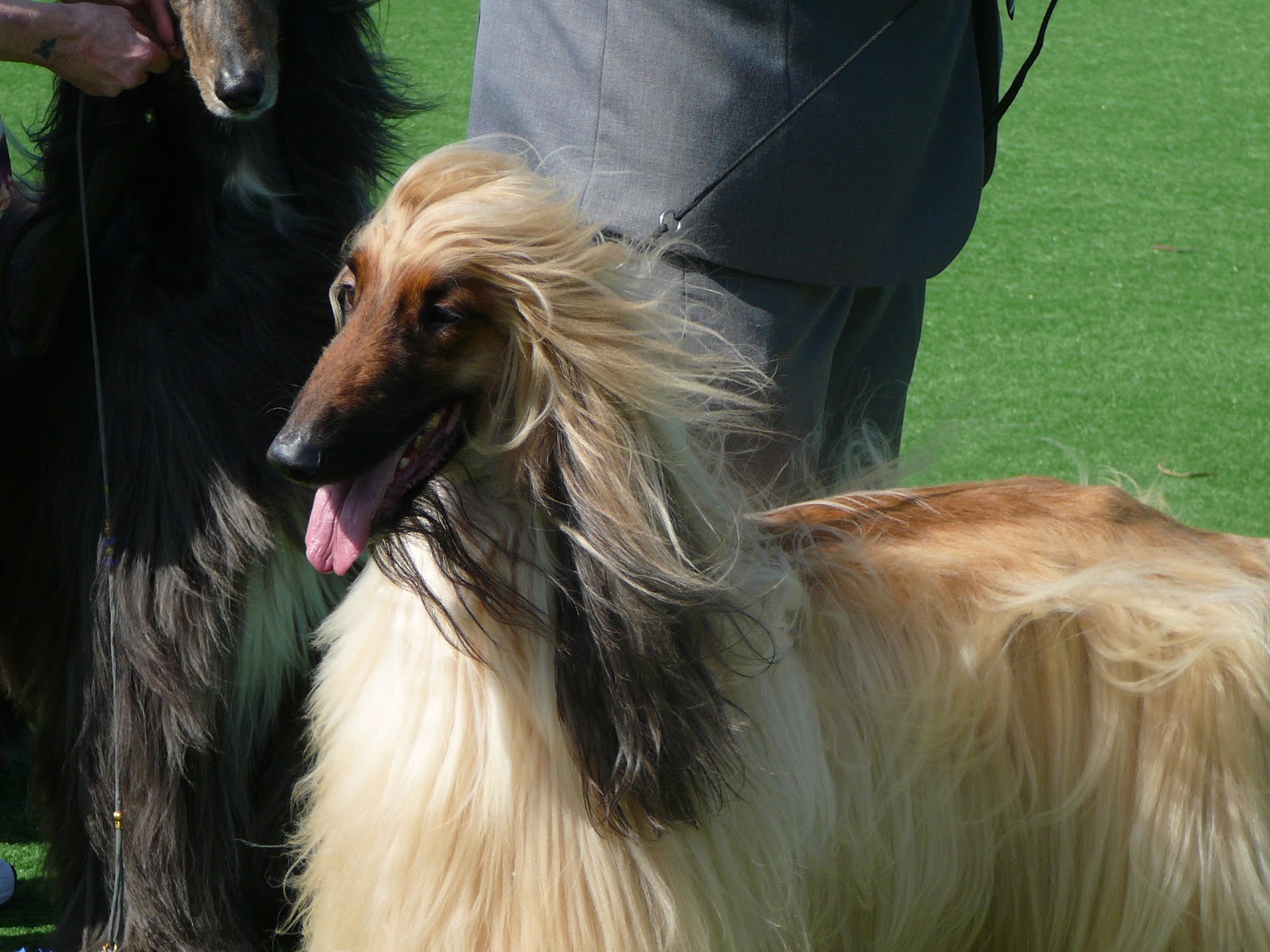 Afghan Hound and his master wallpaper