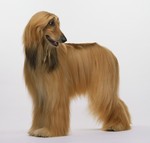 Afghan Hound Buddy