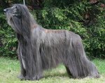 Afghan Hound in the forest