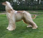 Afghan Hound in the wind