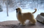 Afghan Hound in winter