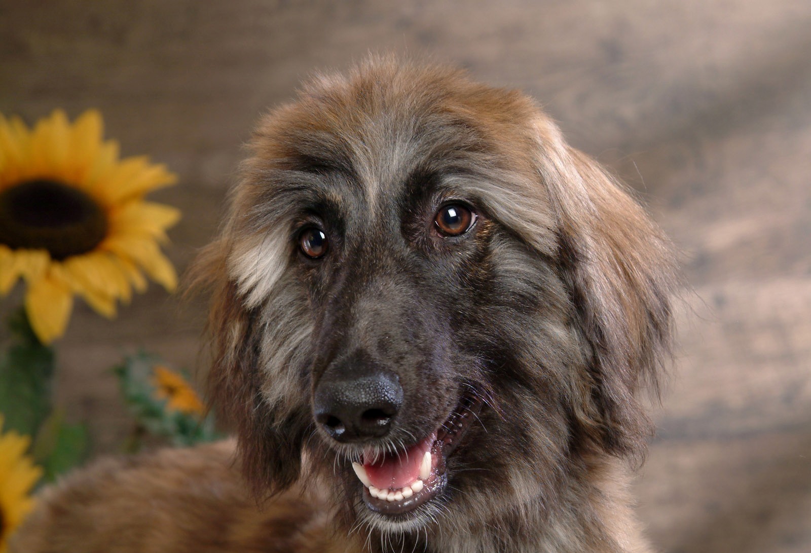 Afghan Hound on the background of sunflowers wallpaper