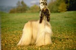 Afghan Hound on the grass