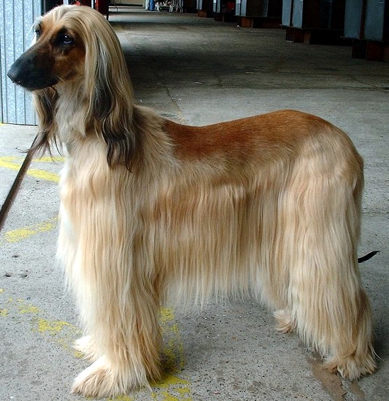 Afghan Hound wallpaper