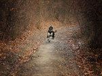 Afghan Hound running in the autumn forest