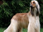 Afghan Hound Sasha