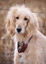 Afghan Hound with ethnic collar