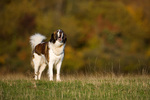 Собака Аиди в поле