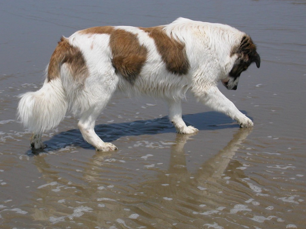 Собака Аиди на пляже фото