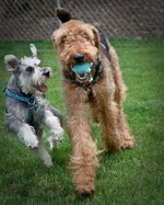 Airedale Terrier and his friend