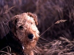 Airedale Terrier and wheat