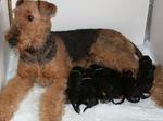 Airedale Terrier girl and ger puppies