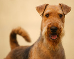 Airedale Terrier macro