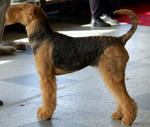 Airedale Terrier Max