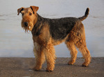 Airedale Terrier on the on the beach