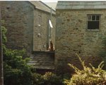 Airedale Terrier on the roof