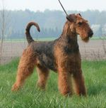 Airedale Terrier on the walk