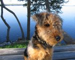 Airedale Terrier outdoors