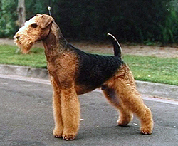 Airedale Terrier wallpaper