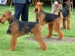 Airedale Terriers on the dog show