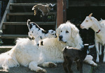 Akbash and the animals on the farm