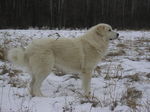 Akbash in the winter forest