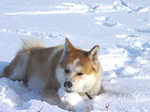 Akita Inu and snow