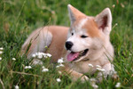 Akita Inu and the flowers