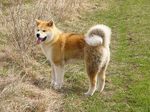 Akita inu Bandit