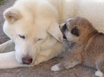 Akita Inu dogs - mother and puppy