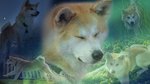 Akita Inu dogs